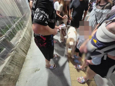 快訊／連假第三天！高雄瑞豐夜市傳衝突　因「狗體型大」爭執