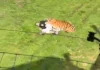 影/英國動物園爆恐怖命案!男突「跳入老虎區」 當場遭咬死身亡影片瘋傳 影/英國動物園爆恐怖命案!男突「跳入老虎區」 當場遭咬死身亡影片瘋傳