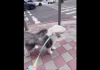 台中颱風假「風力測試員」萌翻!古代牧羊犬毛髮狂飛 網笑:羽毛球狗狗 台中颱風假「風力測試員」萌翻!古代牧羊犬毛髮狂飛 網笑:羽毛球狗狗