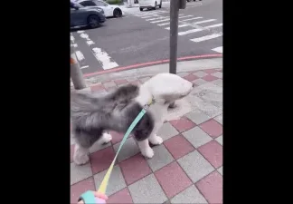 台中颱風假「風力測試員」萌翻!古代牧羊犬毛髮狂飛 網笑:羽毛球狗狗 台中颱風假「風力測試員」萌翻!古代牧羊犬毛髮狂飛 網笑:羽毛球狗狗