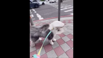 台中颱風假「風力測試員」萌翻！古代牧羊犬毛髮狂飛　網笑：羽毛球狗狗